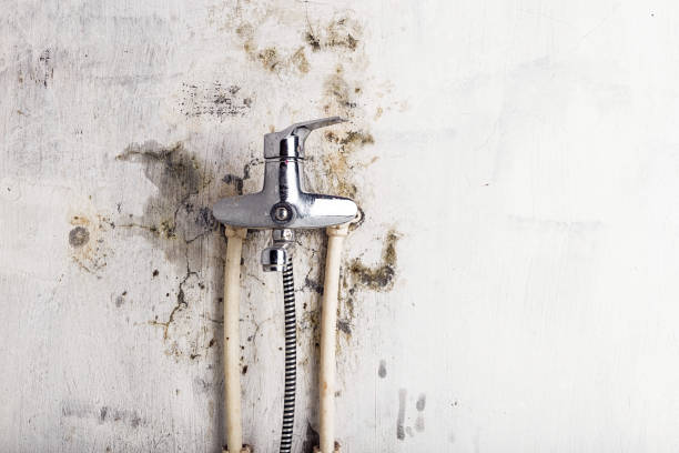 Certified Mold Removal in Blue Point, NY