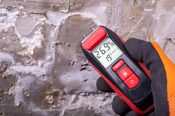 Best Professional Mold Removal  in Blue Point, NY