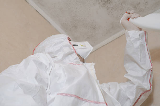 Home Mold Removal in Blue Point, NY